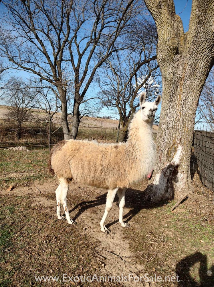 Llama For Sale